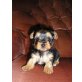 Yorkshire Terrier Welpen - Hündin