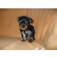 Yorkshire Terrier Welpen - Hündin