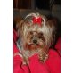 Yorkshire Terrier Welpen - Hündin
