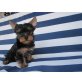 Yorkshire Terrier Welpen - Hündin