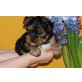 Yorkshire Terrier Welpen - Hündin