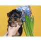 Yorkshire Terrier Welpen - Hündin