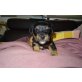 Yorkshire Terrier Welpen - Hündin