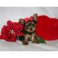 Yorkshire Terrier Welpen - Hündin