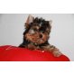 Yorkshire-Terrier-Welpen - Hündin