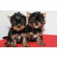 Yorkshire Terrier Welpen - Hündin