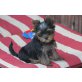 Yorkshire Terrier Welpen - Hündin