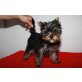 Yorkshire Terrier Welpen - Hündin