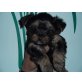 Yorkshire Terrier Welpen - Hündin