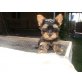 Yorkshire Terrier Welpen - Hündin