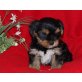 Yorkshire Terrier Welpen - Hündin