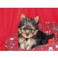 Yorkshire Terrier Welpen - Hündin