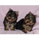 Yorkshire Terrier Welpen - Hündin
