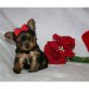 Yorkshire Terrier Welpen - Hündin