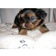 Yorkshire Terrier Welpen - Hündin