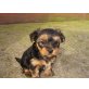 Yorkshire Terrier Welpen - Hündin