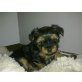 Yorkshire Terrier Welpen - Hündin