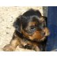 Yorkshire Terrier Welpen - Hündin