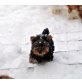 Yorkshire Terrier Welpen - Hündin