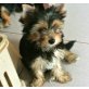 Yorkshire Terrier Welpen - Hündin