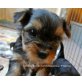 Yorkshire Terrier Welpen - Hündin