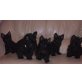 Yorkshire Terrier Welpen - Hündin