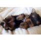 Yorkshire Terrier Welpen - Hündin
