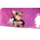 Yorkshire Terrier Welpen - Hündin