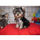 Yorkshire Terrier Welpen - Hündin