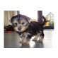 Yorkshire Terrier Welpen - Hündin