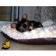 Yorkshire Terrier Welpen - Hündin