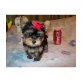 Yorkshire Terrier Welpen - Hündin