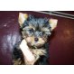 Yorkshire Terrier Welpen - Hündin
