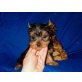Yorkshire Terrier Welpen - Hündin