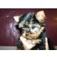 Yorkshire Terrier Welpen - Hündin
