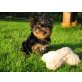 Yorkshire Terrier Welpen - Hündin
