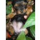 Yorkshire Terrier Welpen - Hündin