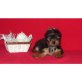 Yorkshire Terrier Welpen - Hündin