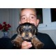 Yorkshire Terrier Welpen - Hündin