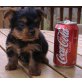 Yorkshire Terrier Welpen - Hündin
