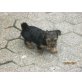 Yorkshire Terrier Welpen - Hündin