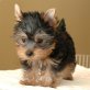Yorkshire Terrier Welpen - Hündin