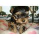 Yorkshire Terrier Welpen - Hündin