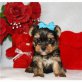 Yorkshire Terrier Welpen - Hündin