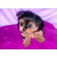Yorkshire Terrier Welpen - Hündin