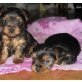 Yorkshire Terrier Welpen - Hündin