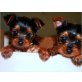 Yorkshire Terrier Welpen - Hündin