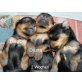 Yorkshire Terrier Welpen - Hündin