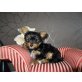 Yorkshire Terrier Welpen - Hündin