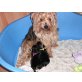 Yorkshire Terrier Welpen - Hündin